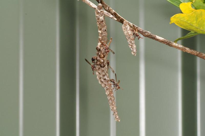 Vespula_ZZXYX_D4079_Z_85_Alexandra hills Brisbane_Australie.jpg